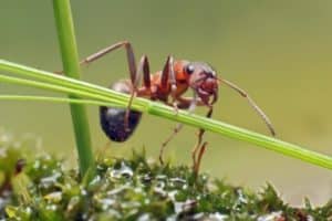 formica rossa