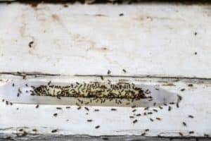 disinfestazioni formiche