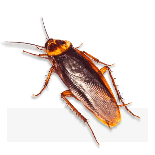 Disinfestazione Blatte e Scarafaggi
