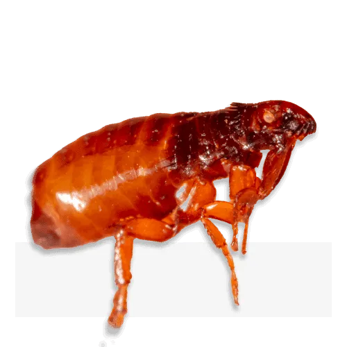 Disinfestazione Pulci