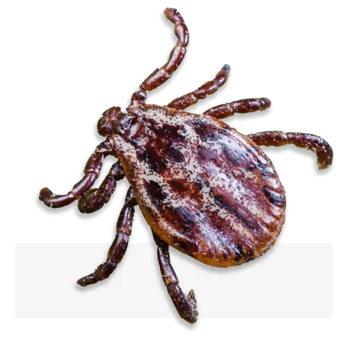 Disinfestazione Zecche