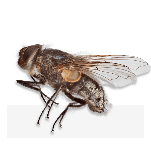 Disinfestazione mosche e moscerini