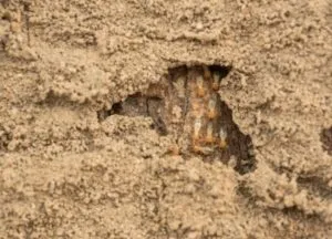 Tarlo del legno