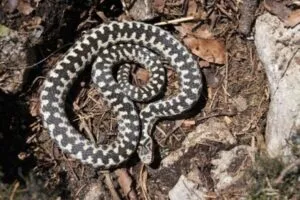 Vipera Berus