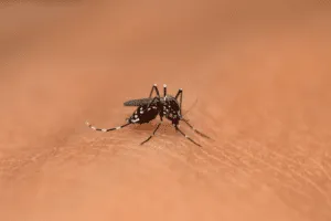 vettore infezione cutanea