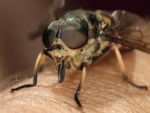 Disinfestazione per Tafani