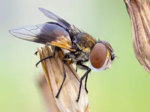 mosca dell'olivo
