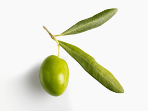 parassita dell'olivo