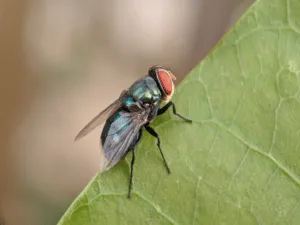 parassiti dell'olivo