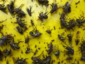 una trappola per gli insetti