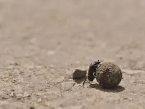 coleottero carabide