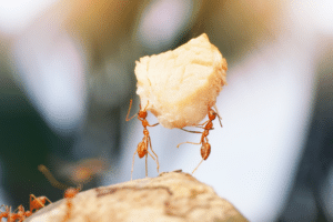 Come allontanare le formiche