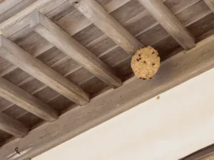 Come eliminare le vespe del legno