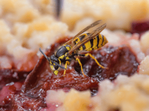 Come eliminare le vespe scavatrici