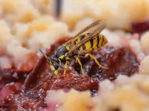 Come eliminare le vespe scavatrici