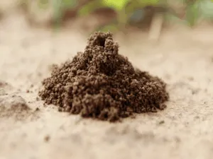 Disinfestazione del grillotalpa