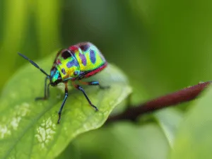 allevamento carabidi