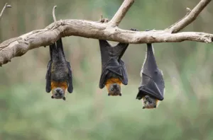 allontanamento pipistrelli genova