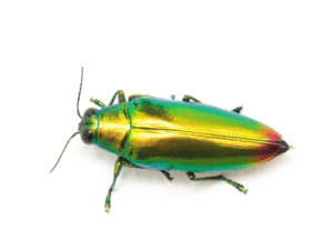 carabide coleottero