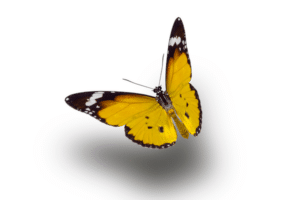 caratteristiche farfalla