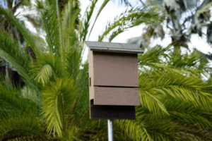 casetta per pipistrelli