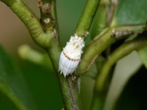 cocciniglia danni cocciniglia danni