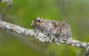 cossus cossus