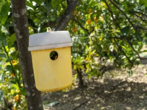 derattizzazioni ecologiche