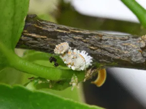 disinfestazione cocciniglie disinfestazione cocciniglie