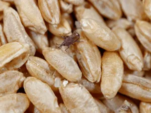 disinfestazione insetti derrate alimentari