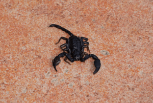 disinfestazione scorpioni