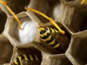 disinfestazione vespe costi