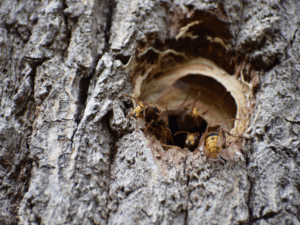 disinfestazione vespe del legno