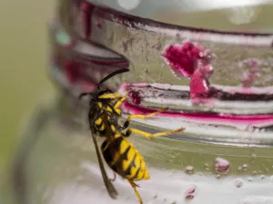disinfestazione vespe scavatrici