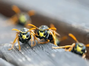 disinfestazioni vespe