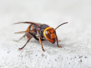 eliminare vespe scavatrici