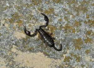 euscorpius italicus