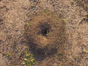 grillotalpa insetto