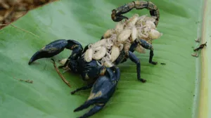 hottentotta tamulus