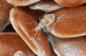 infestazione psocotteri