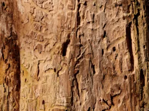 insetti del legno