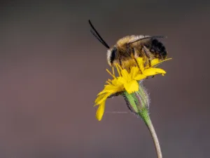 insetti della primavera