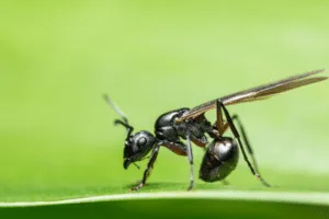 insetti dell'umidità in casa