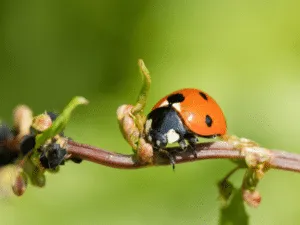 insetti in primavera