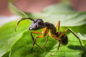 insetti umidità
