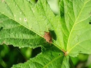 insetto cimice verde