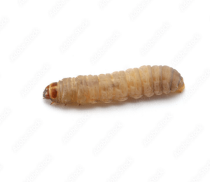 larva di grillotalpa