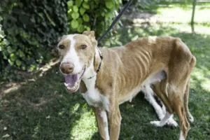 leishmania
