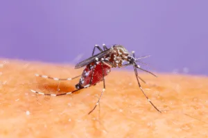 leishmaniosi