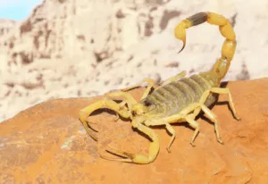 leiurus quinquestriatus